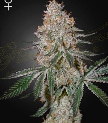 Green House Seed Co. HighCloudZ