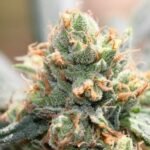 Ace Seeds HashTonic feminisiert – 5 Samen