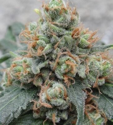 Ace Seeds HashTonic regulär – 10 Samen