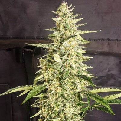 Ethos Genetics Inzane Auto feminisiert – 6 Samen