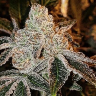 Ethos Genetics Johnny Dang R1 feminisiert – 5 Samen