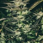 The Cali Connection Jupiter OG Kush feminisiert – 6 Samen