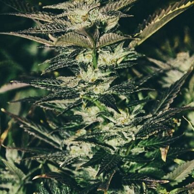 The Cali Connection Jupiter OG Kush feminisiert – 6 Samen