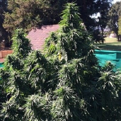 Grand Daddy Genetics Ken’s Honeydew regulär – 10 Samen