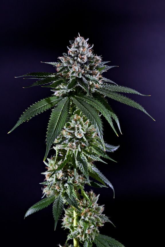 Grand Daddy Genetics Ken's Kush regulär – 10 Samen