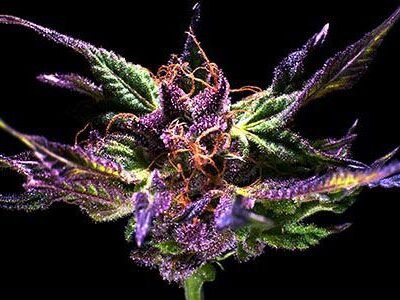 Grand Daddy Genetics Ken’s Original GDP feminisiert – 5 Samen