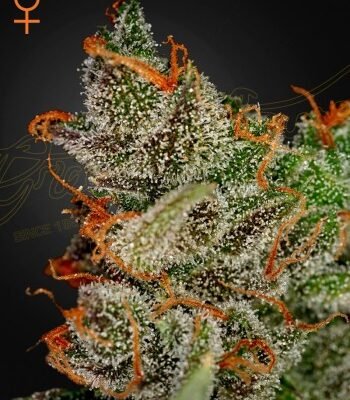 Green House Seed Co. King’s Kush Auto
