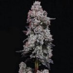 Ethos Genetics Lemon Cherry Gelato RF3 Auto feminisiert – 6 Samen