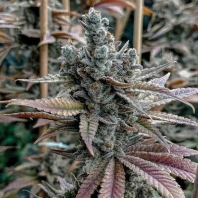 Solfire Gardens Lemon Elixir feminisiert
