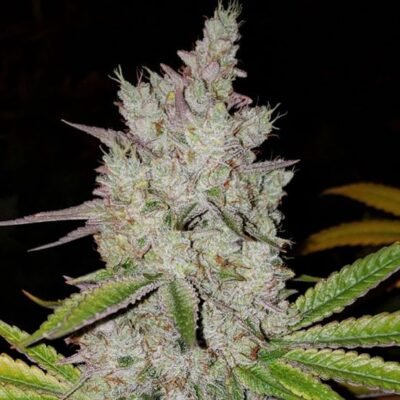 Ethos Genetics Lilac Diesel RBX2 Auto feminisiert