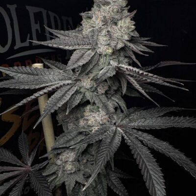 Solfire Gardens Lucid Vision feminisiert