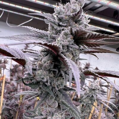 Solfire Gardens Lung Buster feminisiert – 6 Samen