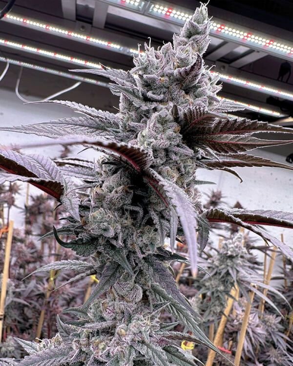 Solfire Gardens Lung Buster feminisiert – 6 Samen
