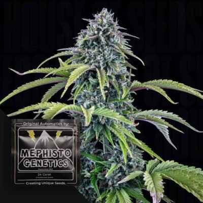 24 Carat Auto
