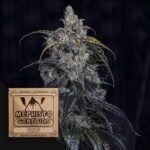 3 Bears OG Auto