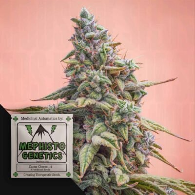 Canna-Cheese CBD 1:1 Auto