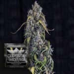 Fantasmo Express Auto