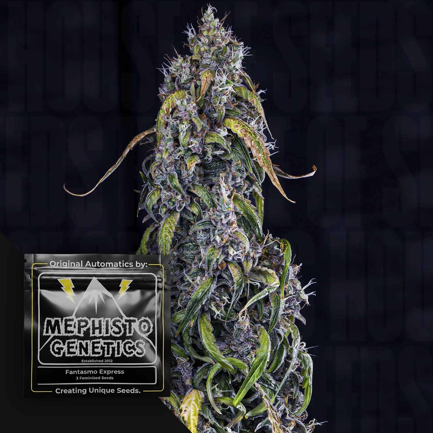 Fantasmo Express Auto
