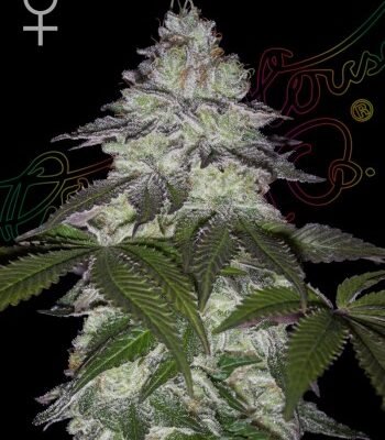 Green House Seed Co. Milky Dreams