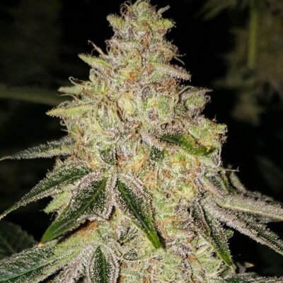 Ethos Genetics Mac ’n‘ Jack R1 feminisiert – 5 Samen