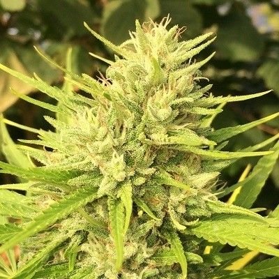 Ace Seeds Malawi x Panama feminisiert