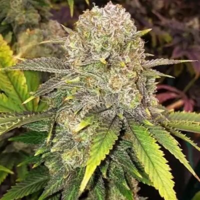 Ethos Genetics Master Kush RBX feminisiert – 5 Samen
