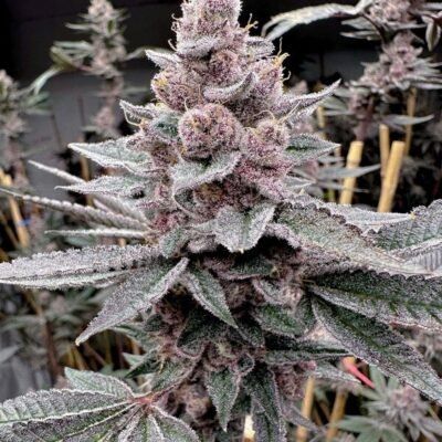 Solfire Gardens Miami Madness feminisiert – 6 Samen