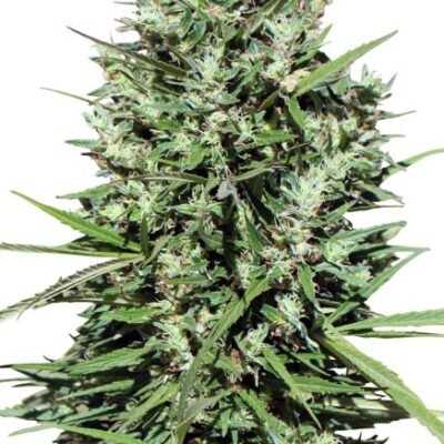 Ace Seeds Morocco Beldia Kif regulär