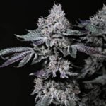 Ethos Genetics Nuggz R1 feminisiert – 5 Samen