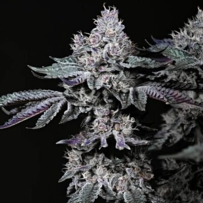 Ethos Genetics Nuggz R1 feminisiert – 5 Samen