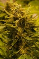 The Cali Connection OG CBD feminisiert – 6 Samen