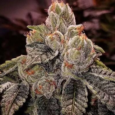 Ethos Genetics OGDLUX BX3 regulär – 8 Samen