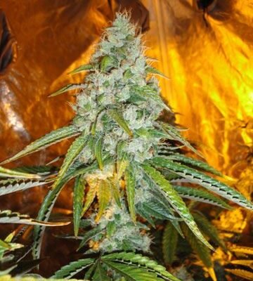 The Cali Connection Original Sour Diesel feminisiert – 6 Samen