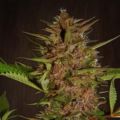 Ace Seeds Pakistan Chitral Kush regulär