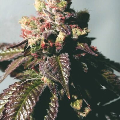 The Cali Connection Passion Berry (Gold Collection) feminisiert – 6 Samen