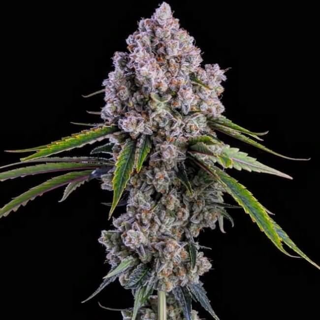 Ethos Genetics Pepe Silvia R1 feminisiert – 5 Samen