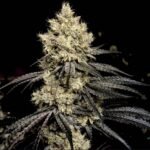 Ethos Genetics Pillows R1 feminisiert – 5 Samen