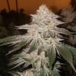 Ethos Genetics Piña RBX2 Auto feminisiert – 6 Samen