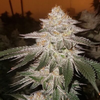 Ethos Genetics Piña RBX2 Auto feminisiert – 6 Samen