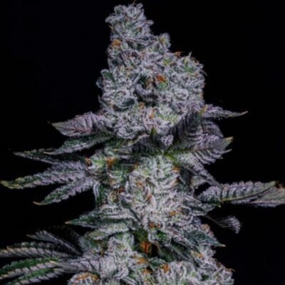 Ethos Genetics Pineapple Runtz Auto feminisiert – 6 Samen