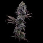 Brothers Grimm Seeds Princess Haze feminisiert – 3 Samen