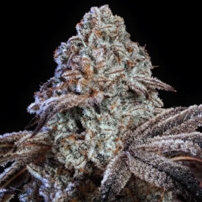 Ethos Genetics Psy-Op R1 feminisiert – 5 Samen