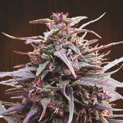 Ace Seeds Purple Haze x Malawi regulär