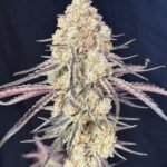 Lovin' In Her Eyes Purple Magnolia feminisiert – 5 Samen