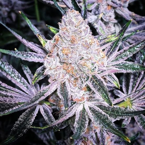 Ethos Genetics Purple Sunset RBX2 feminisiert – 5 Samen