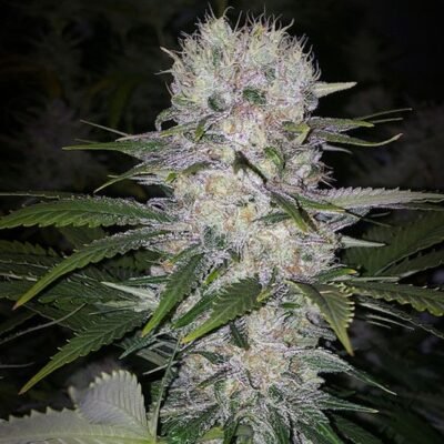 Ethos Genetics Skunk Hero RBX1 feminisiert – 5 Samen