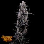 James Loud Genetics Sour Grape Diesel feminisiert – 3 Samen
