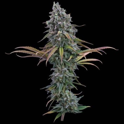 Brothers Grimm Seeds Space Queen feminisiert – 3 Samen