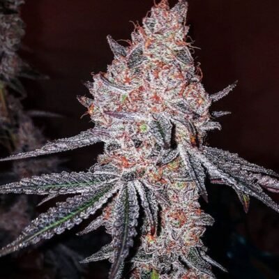 Ethos Genetics Strawberry Cookies OG R1 feminisiert – 5 Samen