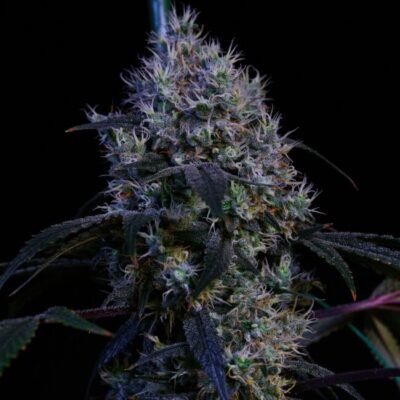 Ethos Genetics Super Lemon Haze RBX3 feminisiert – 5 Samen